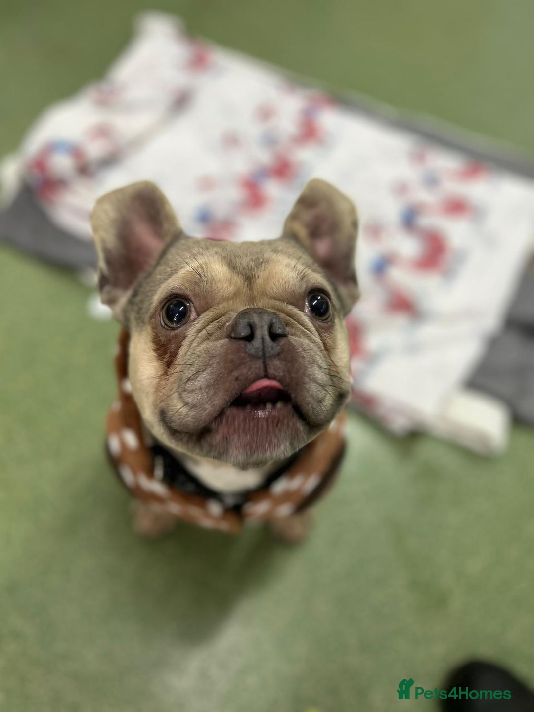 French Bulldog dogs for adoption: Gonk  - Advert 2