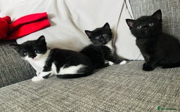 Mixed Breed cats for sale: Kittens half Russian blue  - Image 6