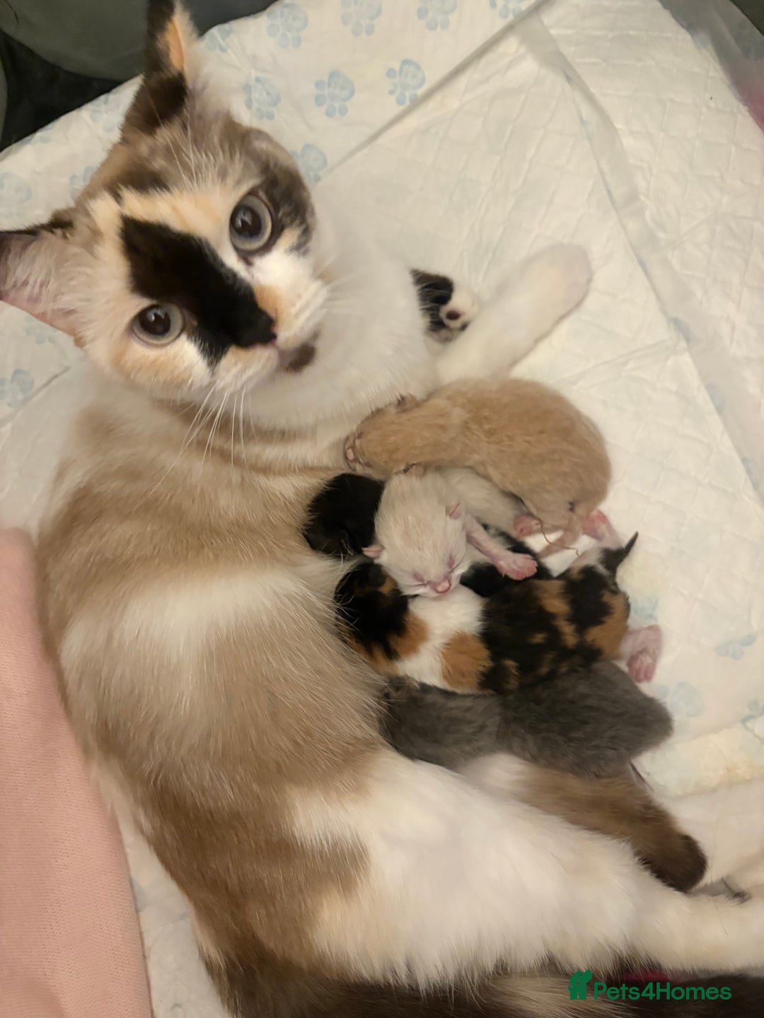 Mixed Breed cats for sale: Beautiful Ragdoll x British short kittens  - Image 1
