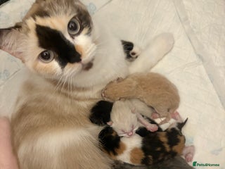 Mixed Breed cats - Advert 21