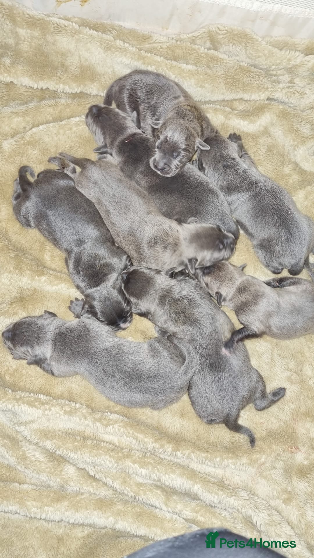 Mixed Breed dogs for sale: Cane corso puppies  - Image 3