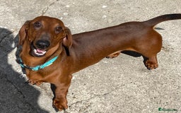 Dachshund dogs for sale: TOP QUALITY KC STANDARD SMOOTH DACHSHUNDS - Image 4