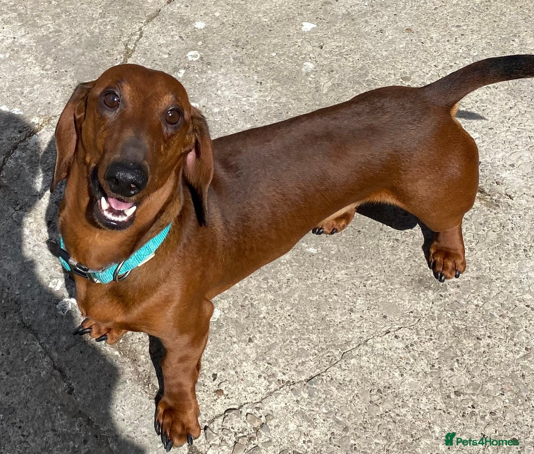 Dachshund dogs for sale: TOP QUALITY KC STANDARD SMOOTH DACHSHUNDS - Image 4
