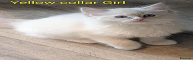 Yellow collar Girl 
