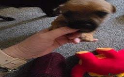 Mixed Breed dogs for sale: Patterdale x shitshu  - Image 1