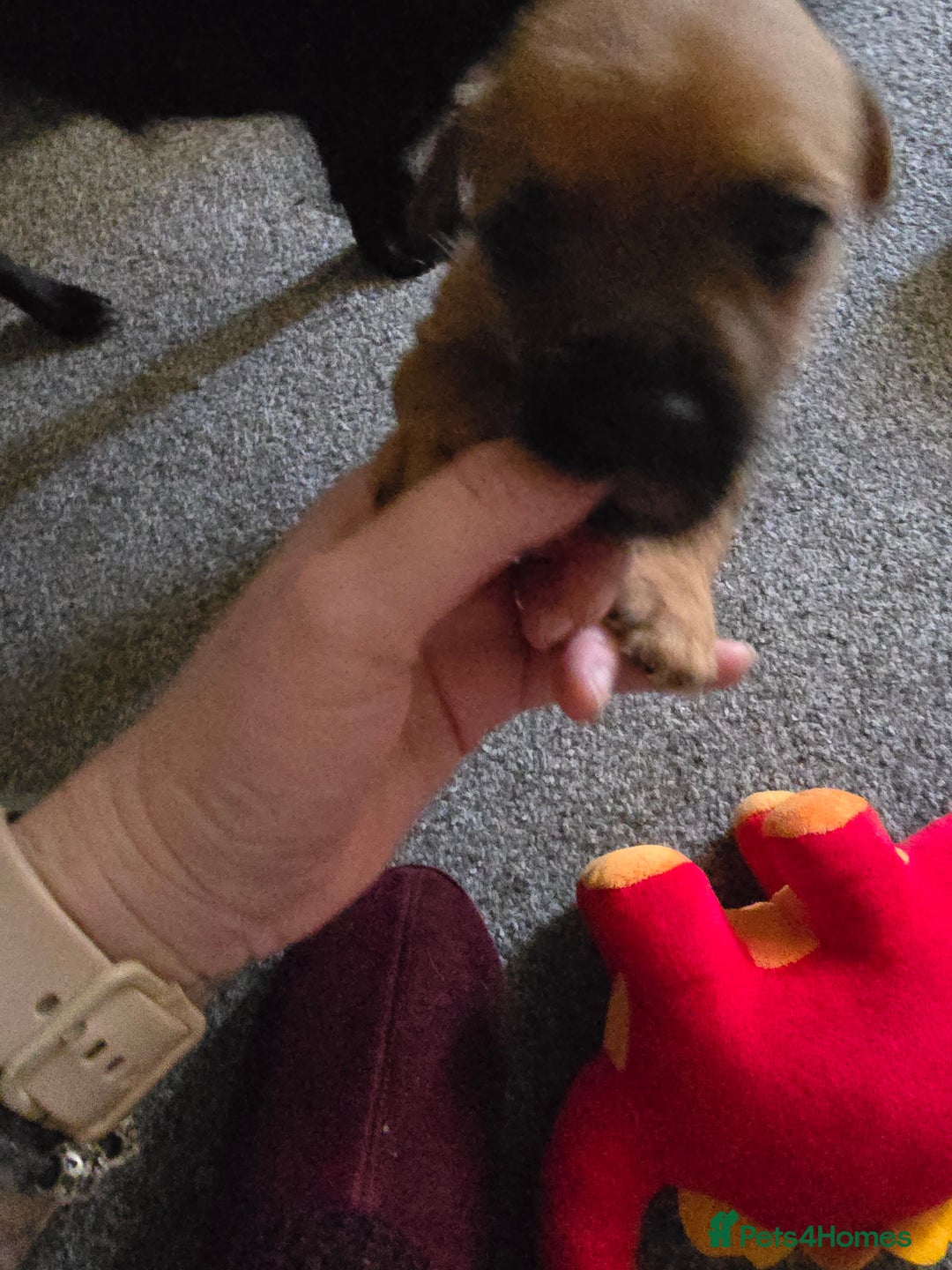 Mixed Breed dogs for sale: Patterdale x shitshu  - Image 1