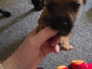 Mixed Breed dogs - Advert 21