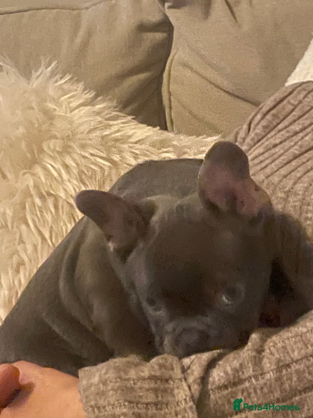 French Bulldog dogs for sale: Stunning French bulldogs  - Image 3