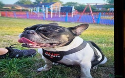 Mixed Breed dogs for sale: French staffys - Image 1