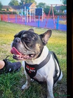 Mixed Breed dogs - Advert 11