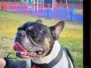 Mixed Breed dogs - Advert 1