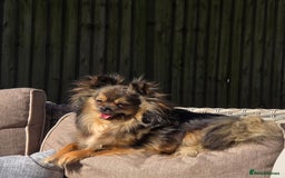 Pomchi dogs for sale: Adorable Pomchi Boy Available Now. - Image 11