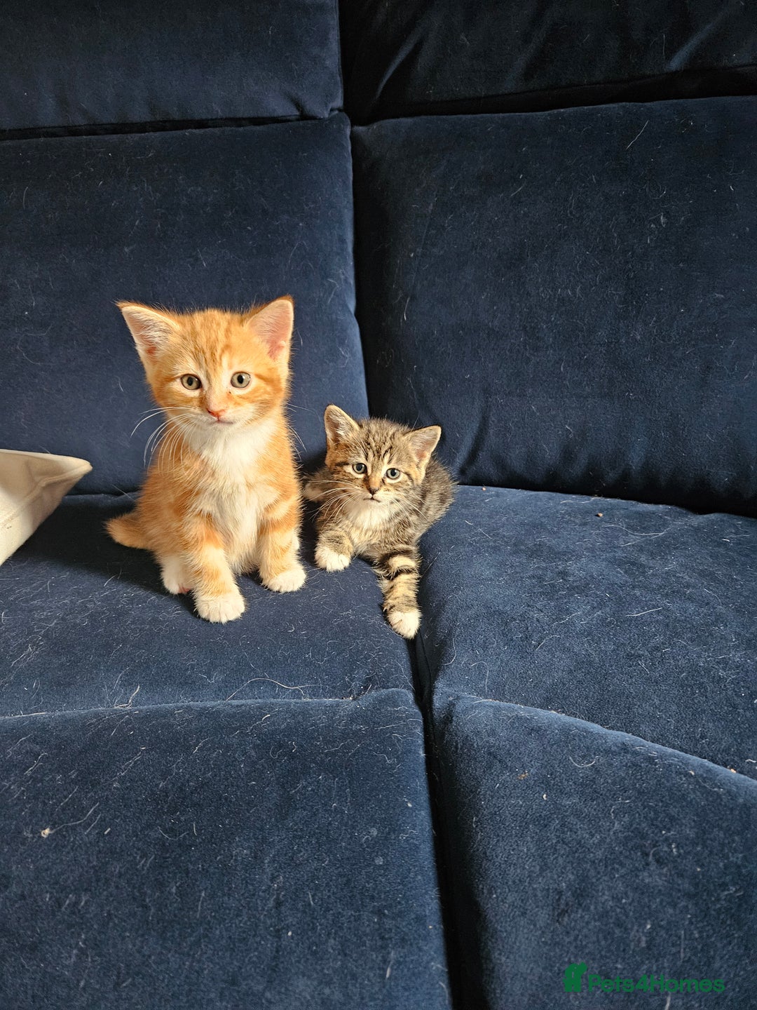 Mixed Breed cats for sale: Chinchilla Persian cross kittens  - Image 5