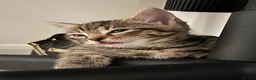 Mixed Breed cats for sale: Cats for sale🐈‍⬛🐈 - Advert 9