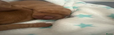 Hungarian Vizsla Puppy 7