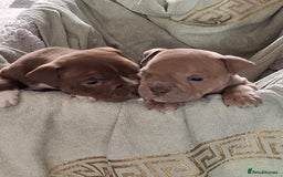 Mixed Breed dogs for sale: Lovely dogs looking for a new home  - Image 1