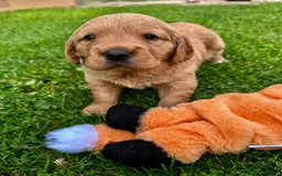Golden Retriever dogs for sale: Golden retriever one beautiful male lovely puppy - Image 3