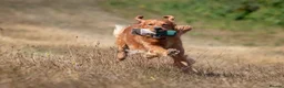 Golden Retriever dogs for stud: Fully Health Tested Show/Working Golden Retriever  - Advert 3