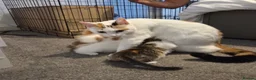 Mixed Breed cats for sale: Ginger, tuxedo and calico kittens - Advert 6