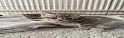 Mixed Breed cats for sale: 2 kittens for sale 🩵🩷 - Advert 14