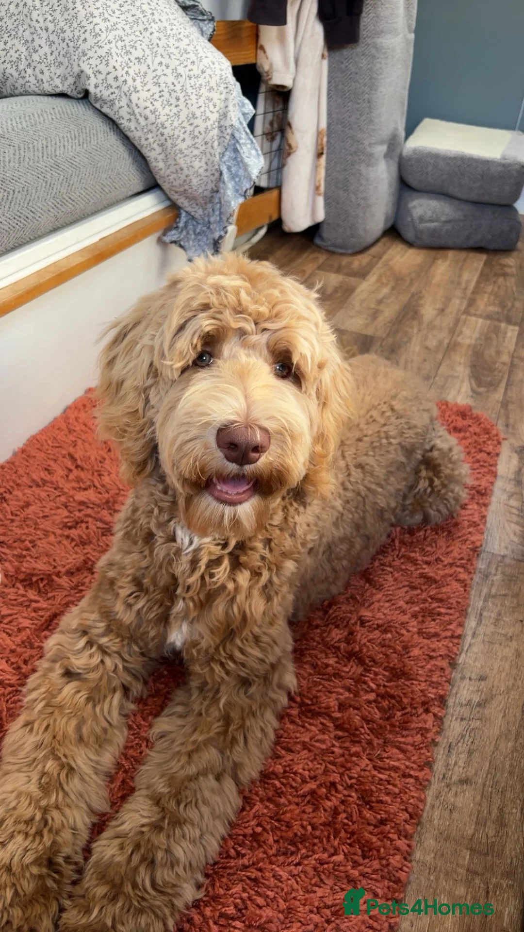 Mixed Breed dogs for sale: Exceptional Australian labradoodle /Double Doodles - Advert 21