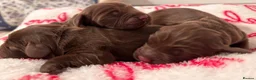 Sussex Spaniel dogs for sale: Sussex Spaniel Puppies Ready  in Pwllheli - Advert 17