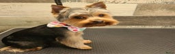 Yorkshire Terrier dogs for stud: Dog for stud  in Retford - Advert 4