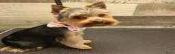 Yorkshire Terrier dogs for stud: Dog for stud  in Retford - Advert 4