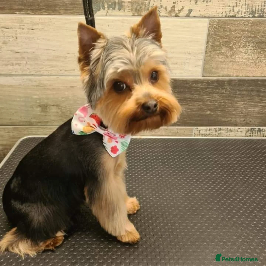 Yorkshire Terrier dogs for stud: Dog for stud  in Retford - Advert 4