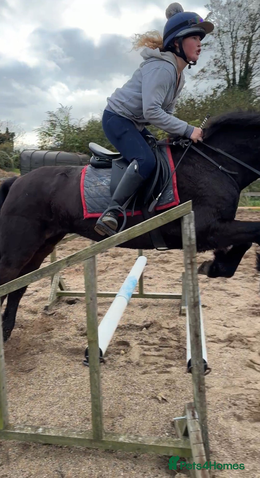 Other Breed horses for sale: Alrounder - Advert 8
