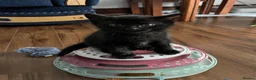 American Shorthair cats for sale: 6 Kittens - Advert 2