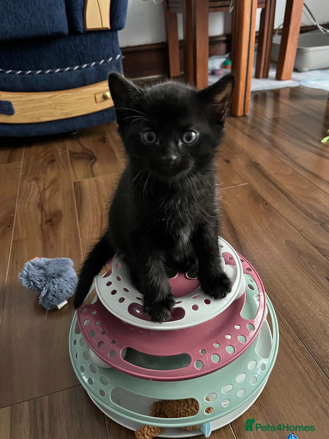 American Shorthair cats for sale: 6 Kittens - Advert 2