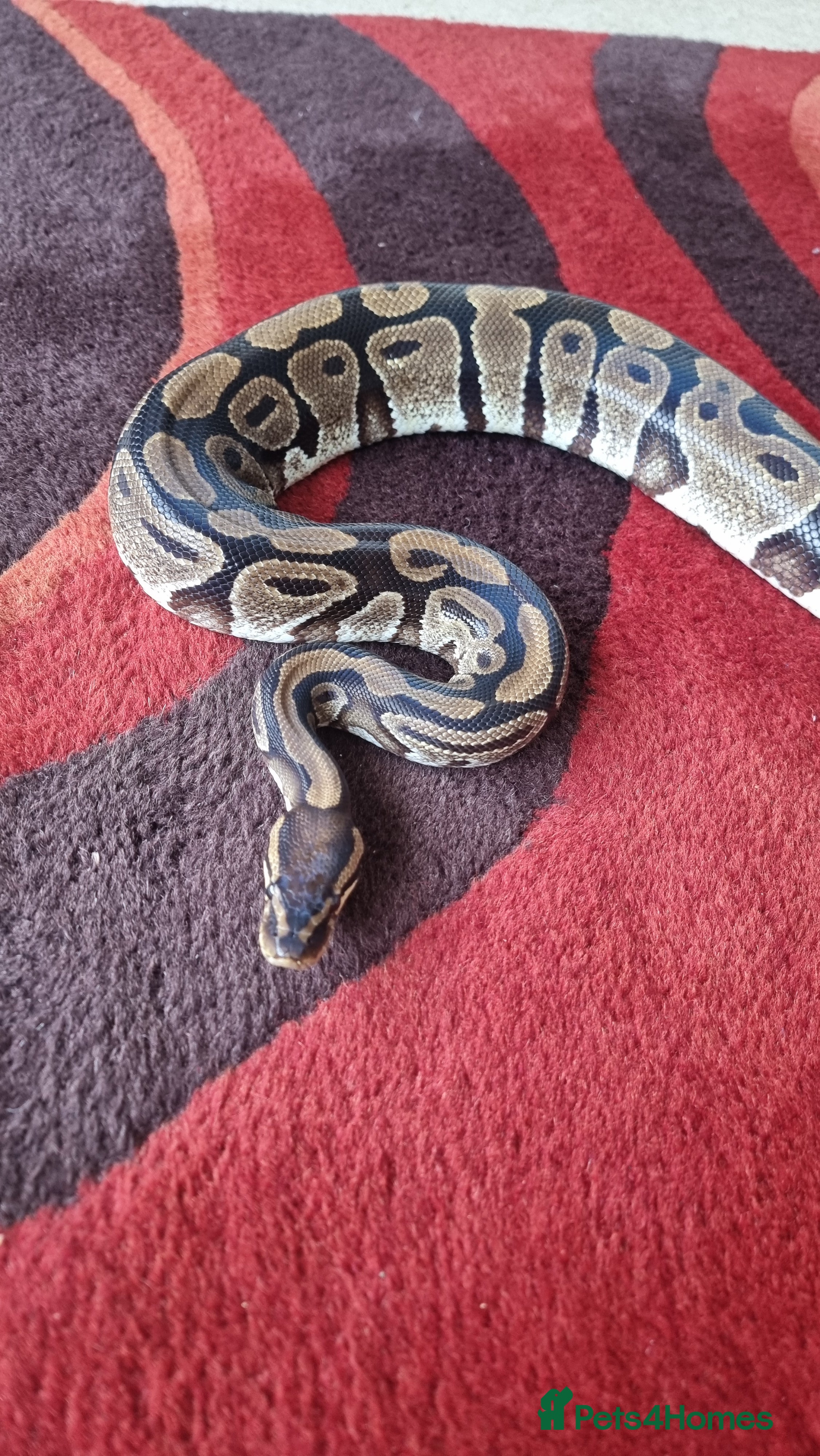 Python Snake reptiles Royal python with vivarium  - Advert 1