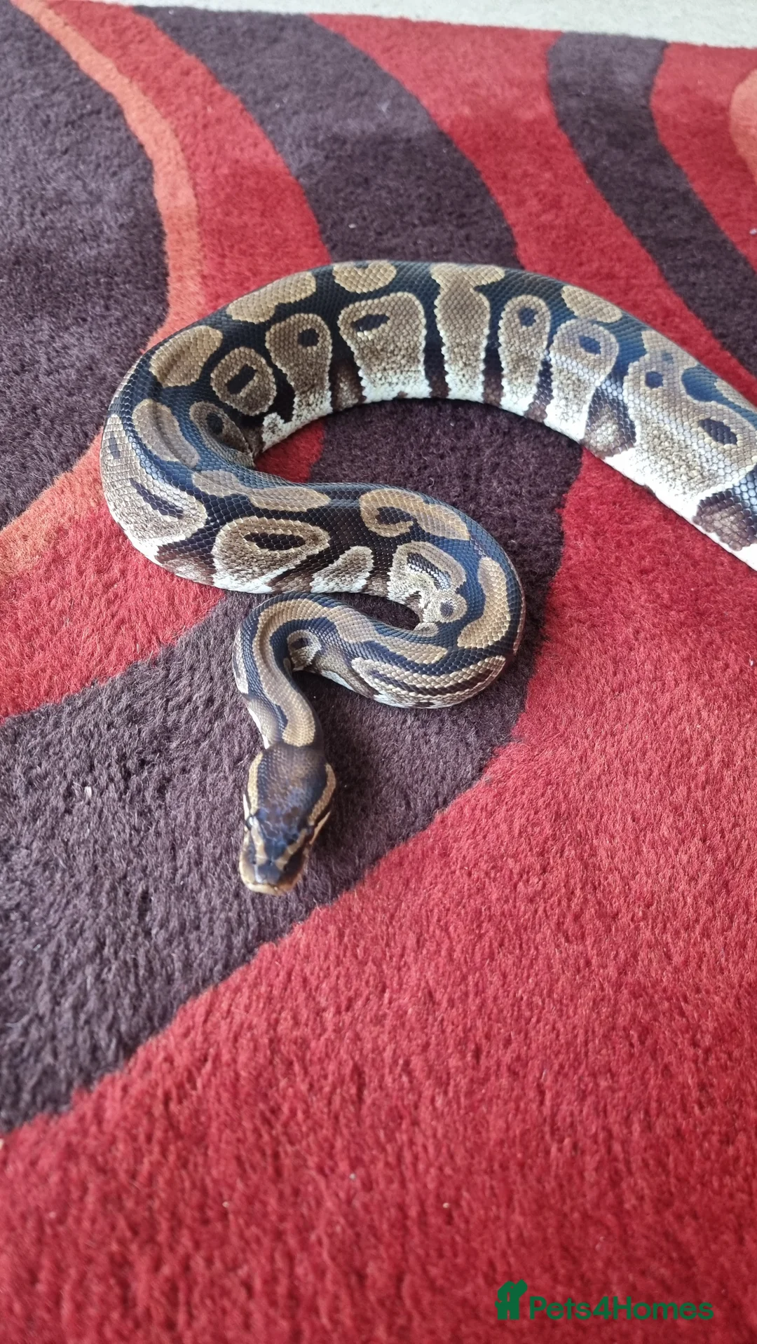 Python Snake reptiles for sale: Royal python with vivarium  in Newquay - Advert 1