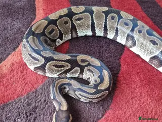 Python Snake reptiles Royal python with vivarium - Advert 1