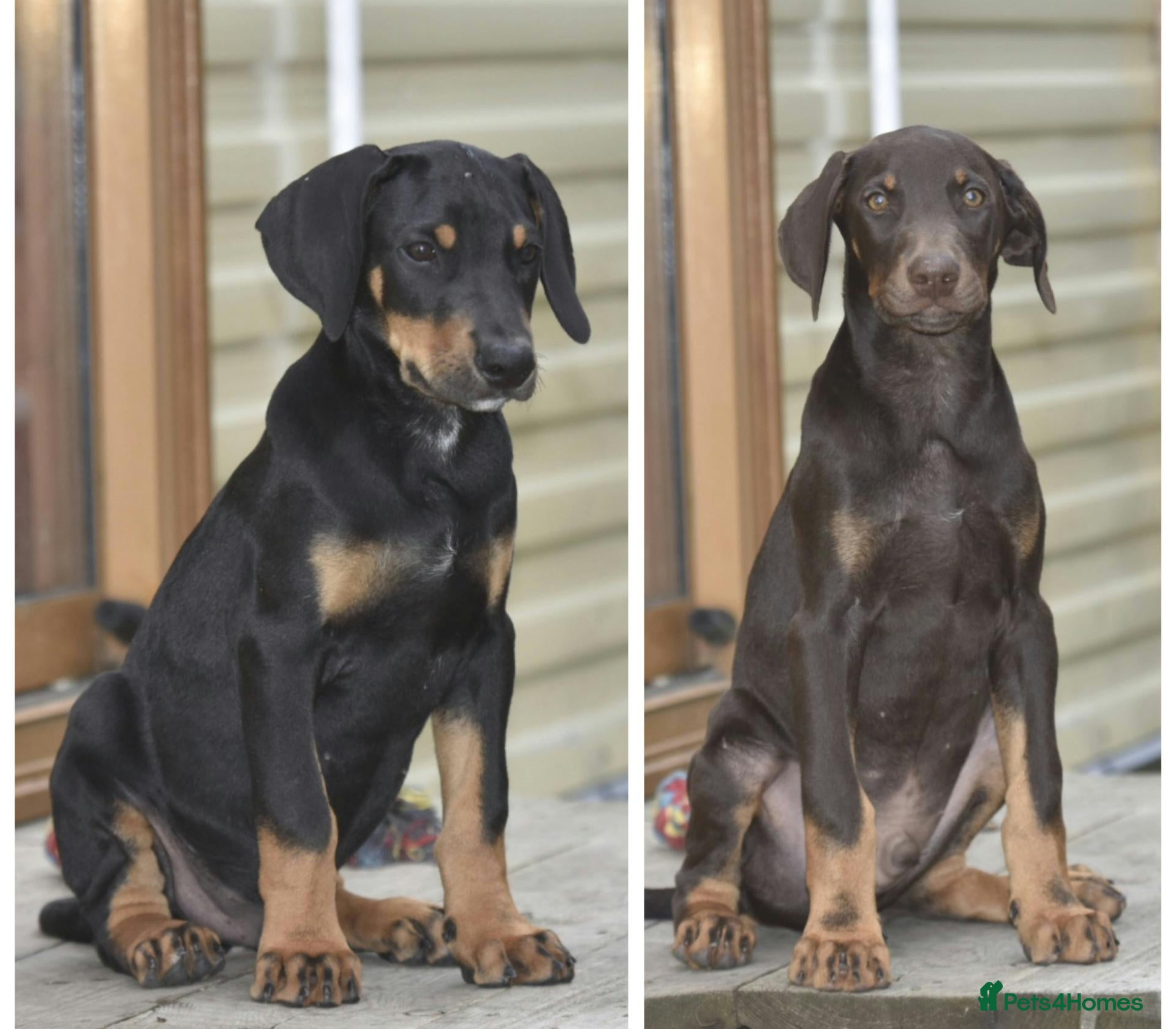 Dobermann dogs Unique hybrid dobermann pups - Advert 5