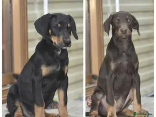 Dobermann dogs Unique hybrid dobermann pups - Advert 5