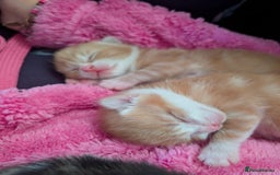 British Shorthair cats for sale: Two ginger boys please read description  - Image 8