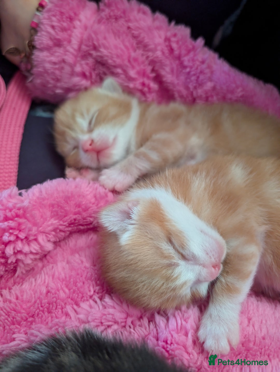 British Shorthair cats for sale: Two ginger boys please read description  - Image 8