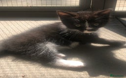 Domestic Shorthair cats for sale:  classic black and white kittens - Image 7