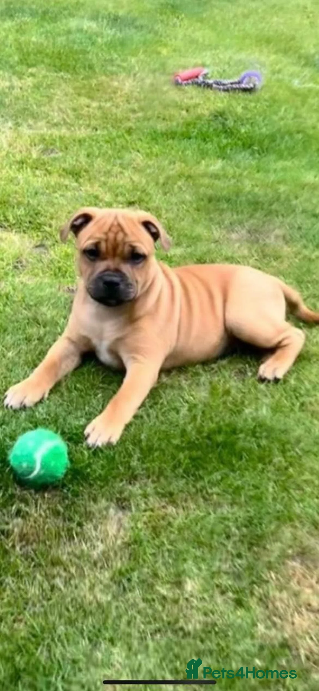 Staffordshire Bull Terrier dogs for stud: 🥨THE RED DREAMTEAM.🥨 Exceptional temprements. in Rochdale - Advert 4