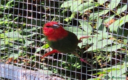 Finches birds for sale: Mix of finches  - Image 1