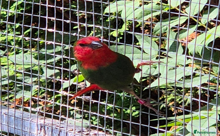 Finches birds - Advert 11
