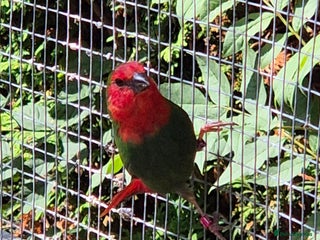 Finches birds - Advert 11