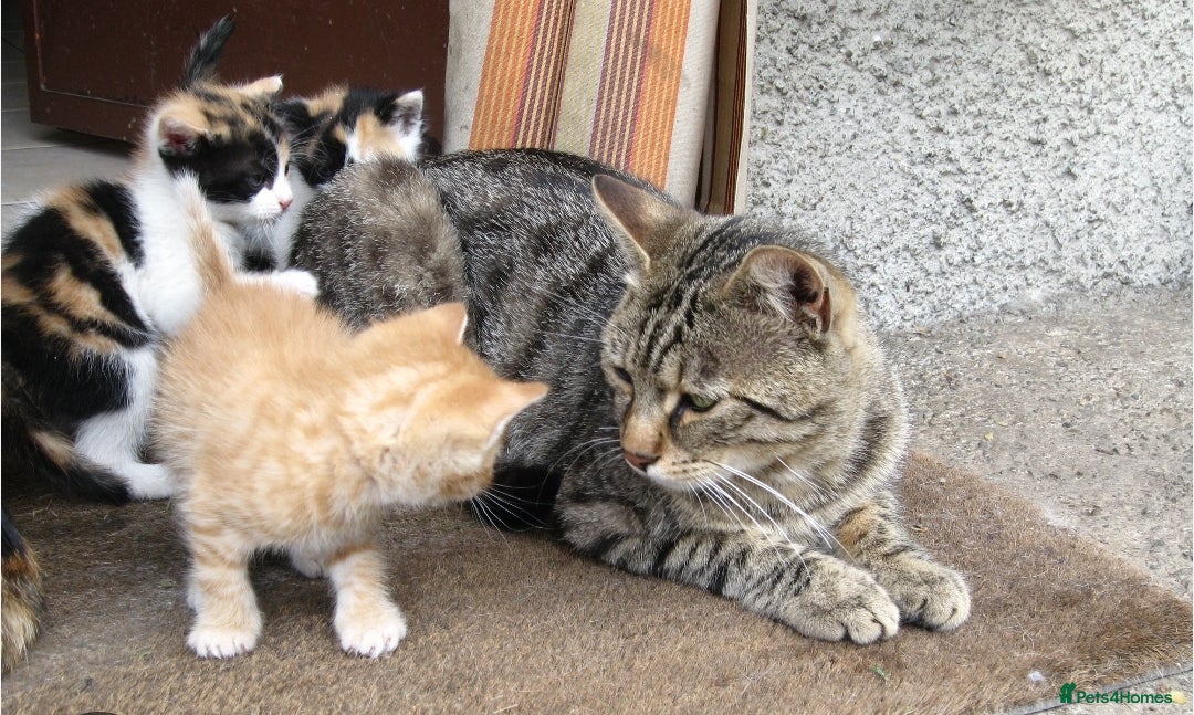 Mixed Breed cats for sale: Kittens  - Image 12