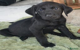 Labrador Retriever dogs for sale: 2 stunning KC Labrador boys left  - Image 2