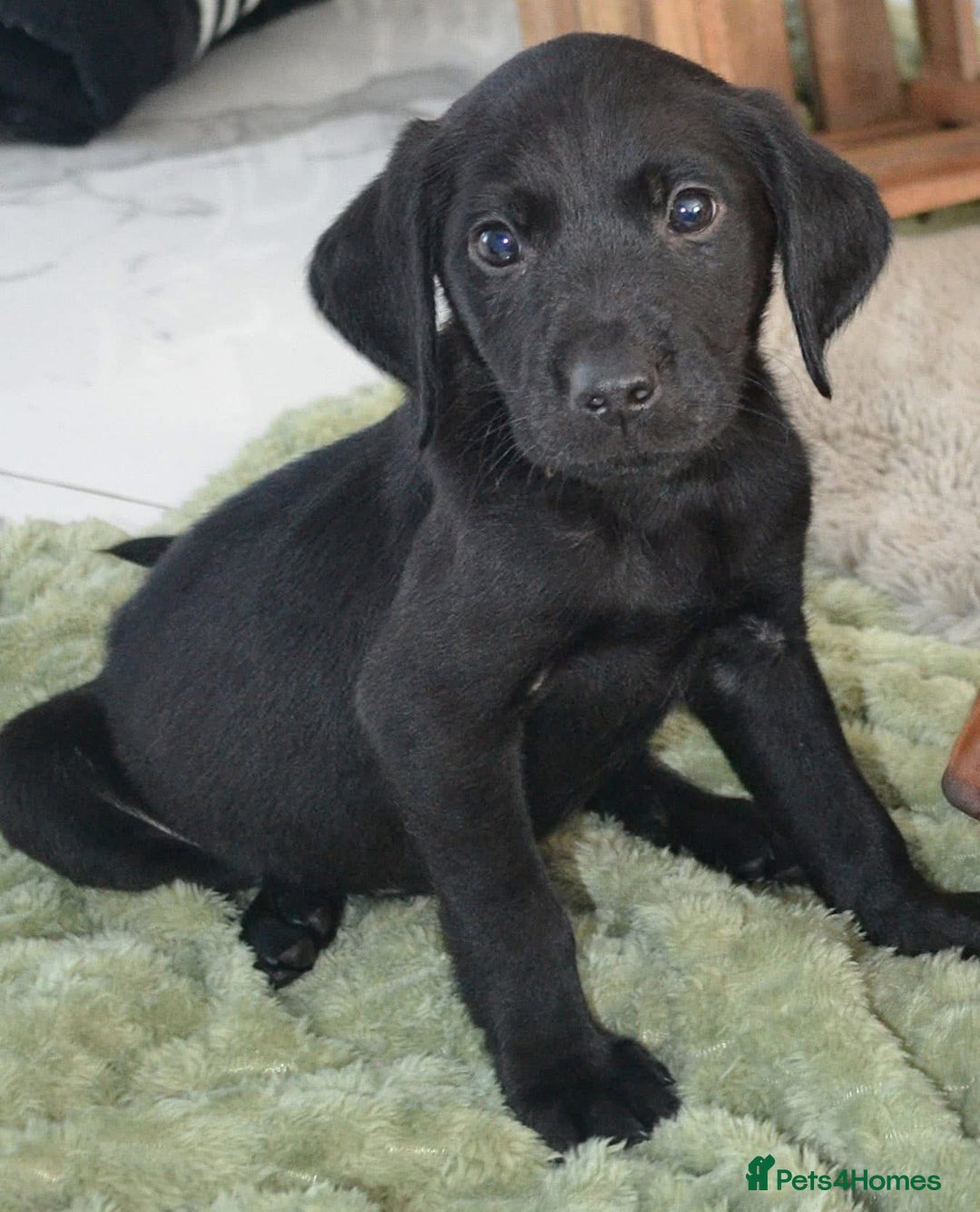 Labrador Retriever dogs for sale: 2 stunning KC Labrador boys left  - Image 2