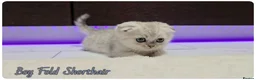 Scottish Fold cats for sale: Scottish Fold kittens - Advert 15