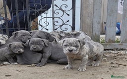 Cane Corso dogs for sale: Look 👀 absolutely stunning cane corso. - Image 6