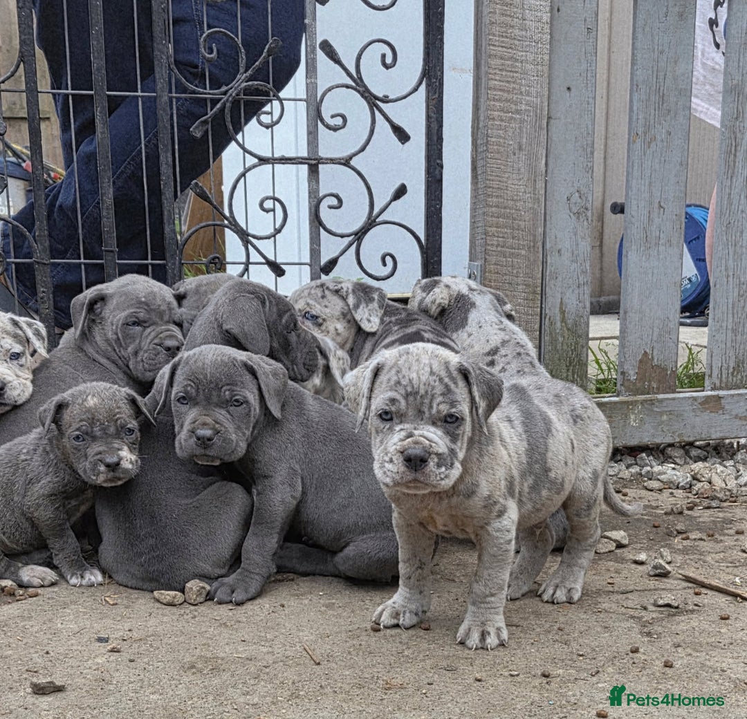 Cane Corso dogs for sale: Look 👀 absolutely stunning cane corso. - Image 6